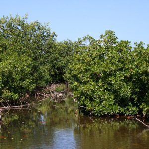 LA MANGROVE